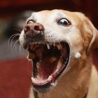 狗子怂图片