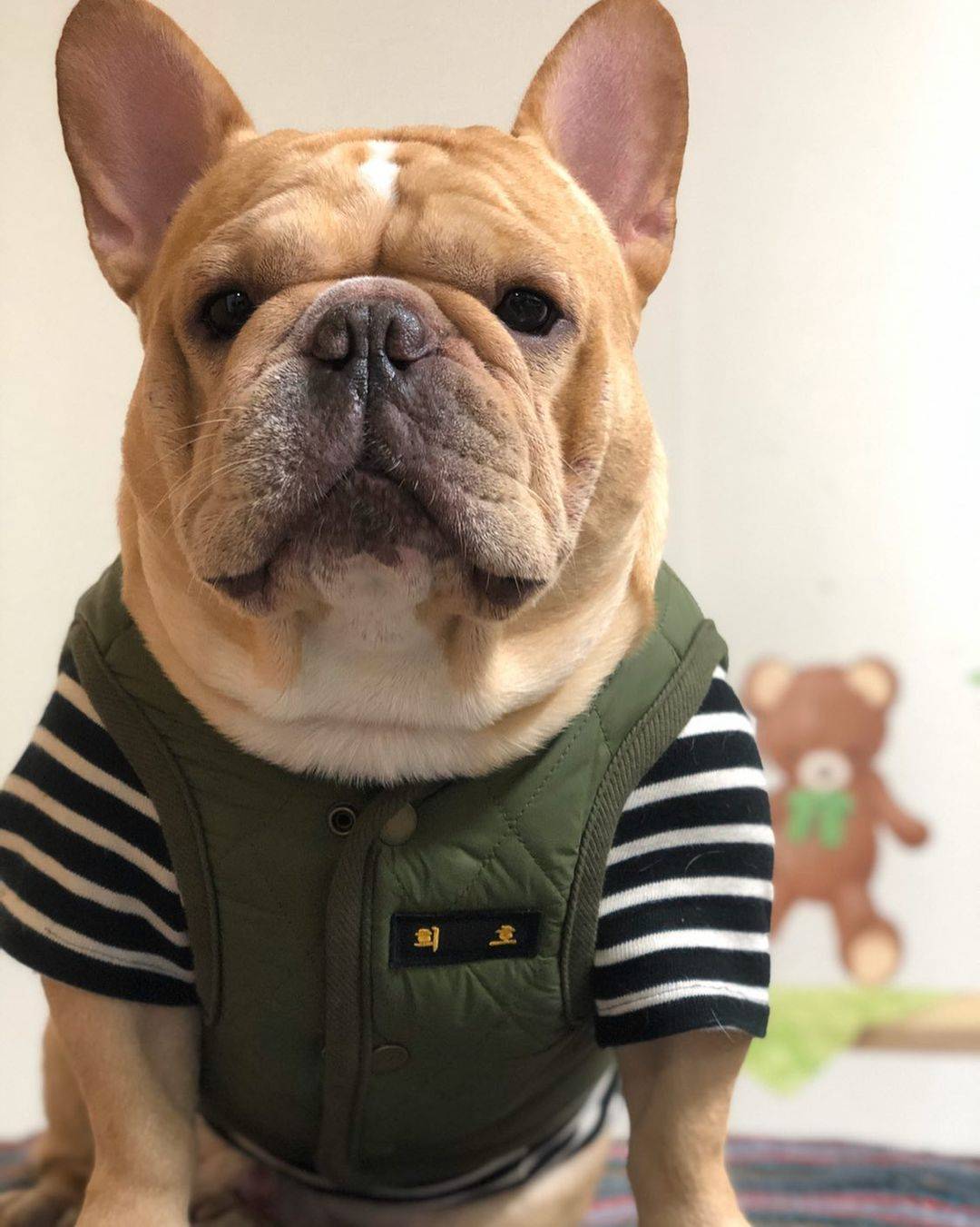 英国斗牛犬穿衣服好帅气，英牛图片精选_1