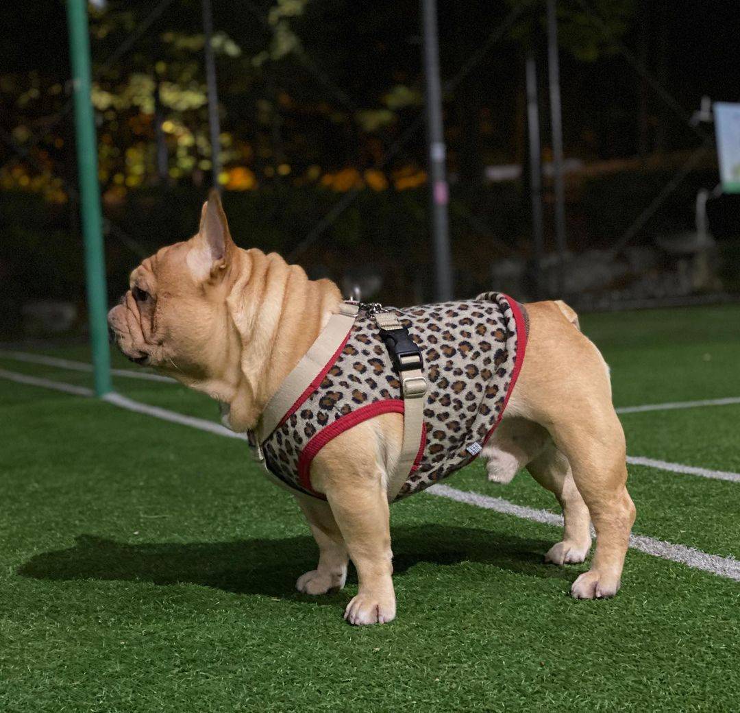 英国斗牛犬穿衣服好帅气，英牛图片精选_3