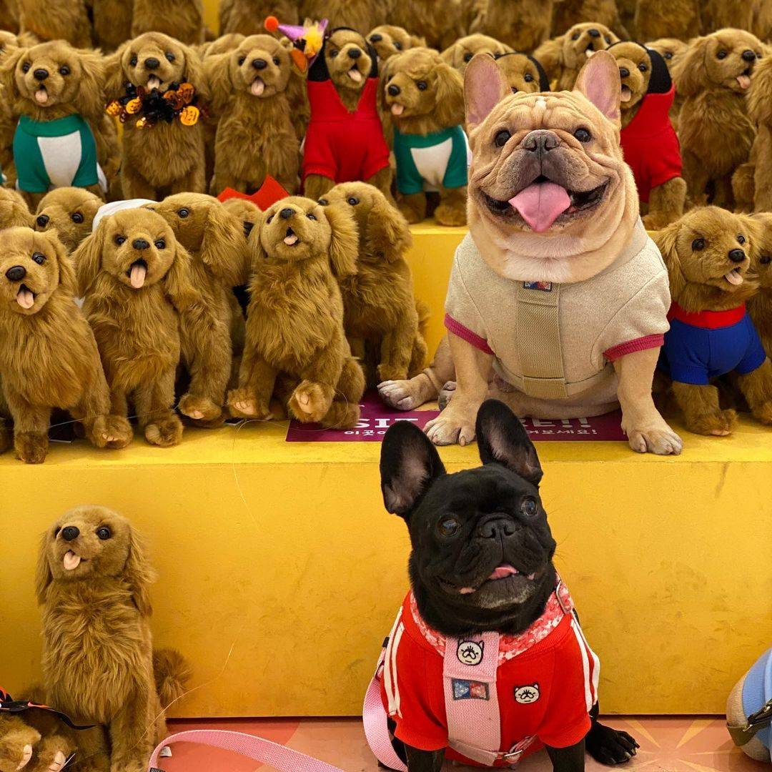 英国斗牛犬穿衣服好帅气，英牛图片精选_2