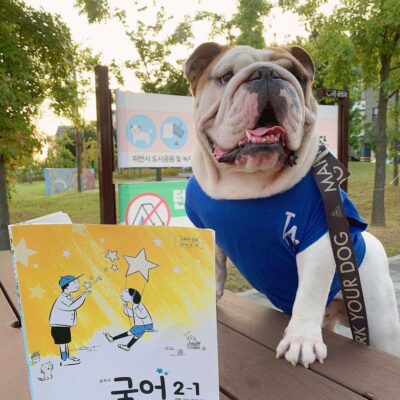 英国斗牛犬穿衣服好帅气，英牛图片精选