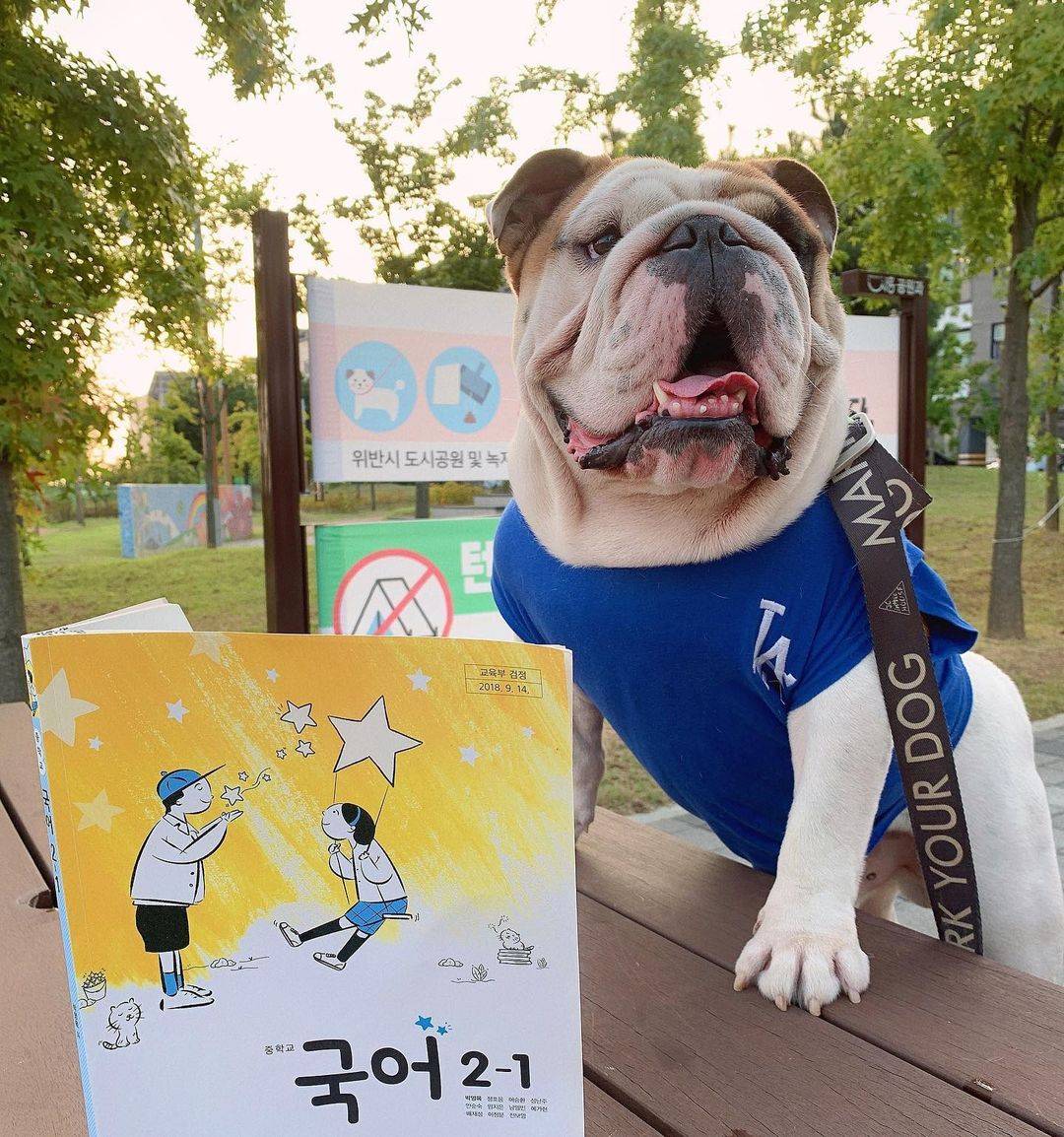 英国斗牛犬穿衣服好帅气，英牛图片精选_4