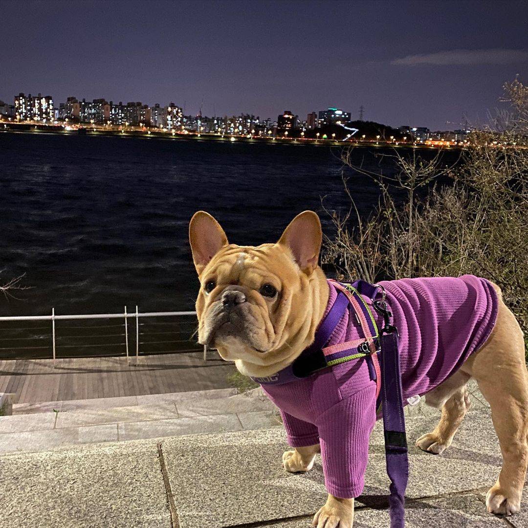 英国斗牛犬穿衣服好帅气，英牛图片精选_6