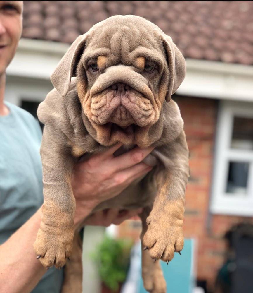 英国斗牛犬穿衣服好帅气，英牛图片精选_5