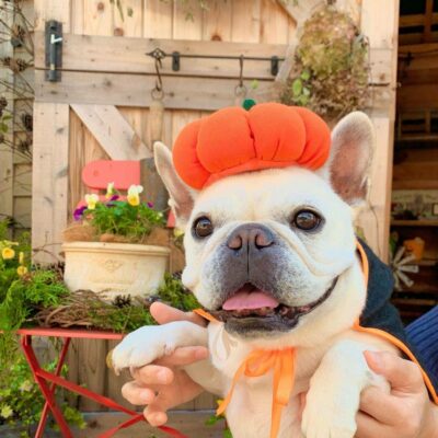 法国斗牛犬可爱图片精选