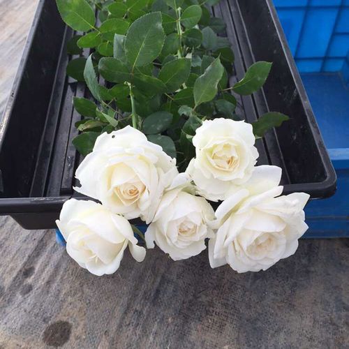各种颜色玫瑰鲜花图片_2