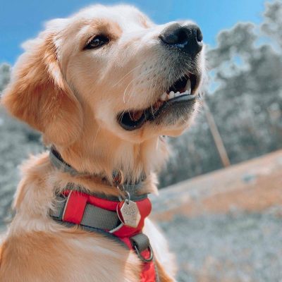 纯种金毛犬图片成年犬大狗狗