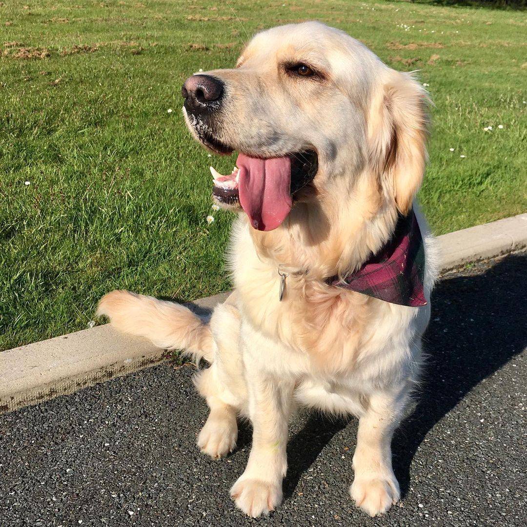 纯种金毛犬图片成年犬大狗狗_2