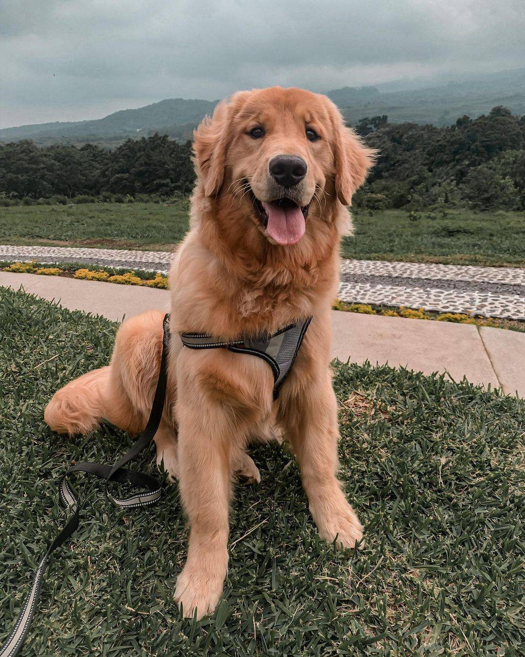 纯种金毛犬图片成年犬大狗狗_1