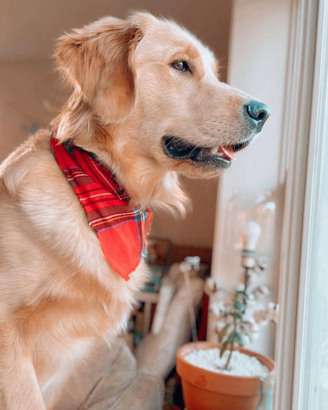 纯种金毛犬图片成年犬大狗狗_5