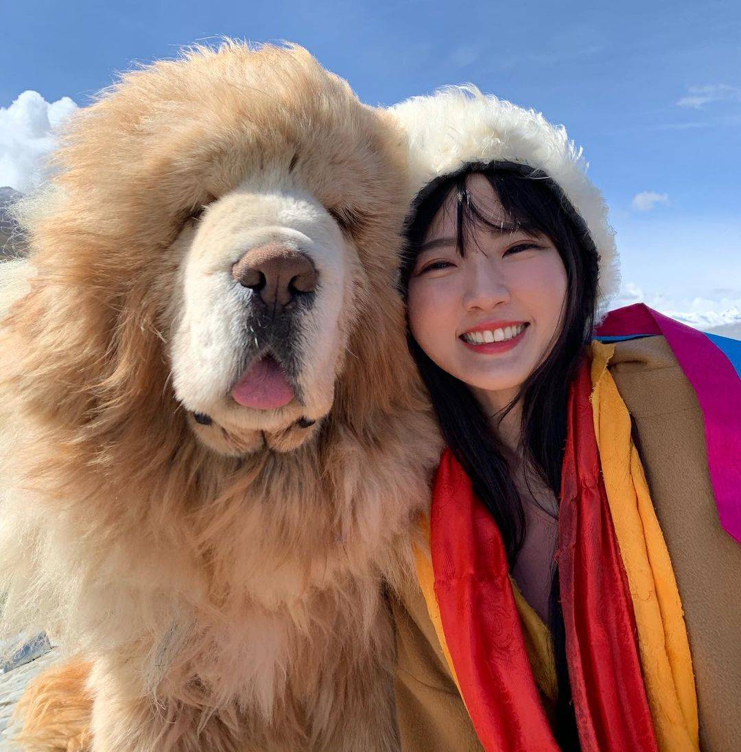 藏獒和人合照图片，藏獒和美女合影这么老实！_1