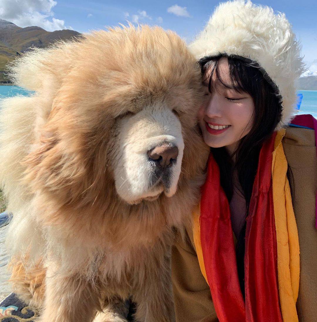 藏獒和人合照图片，藏獒和美女合影这么老实！_2