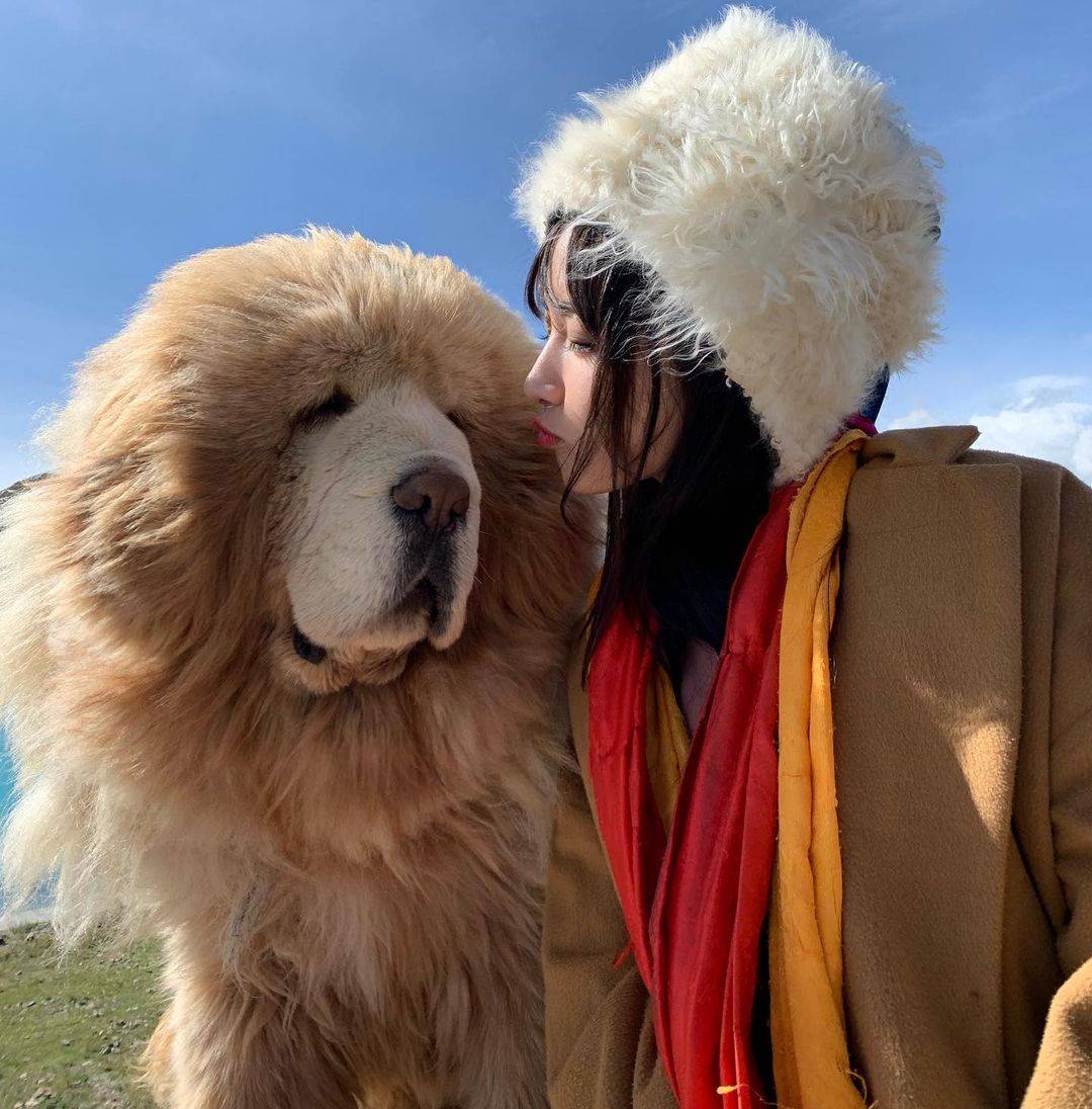 藏獒和人合照图片，藏獒和美女合影这么老实！_3