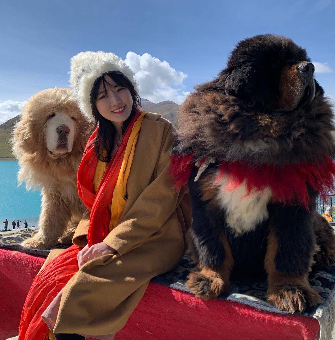 藏獒和人合照图片，藏獒和美女合影这么老实！_4