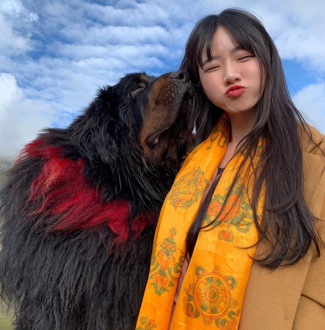 藏獒和人合照图片，藏獒和美女合影这么老实！_5