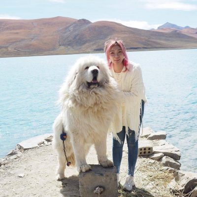 西藏拉薩羊卓雍措湖的白色藏獒 雪獒 又称白獒，美女实拍合照图！