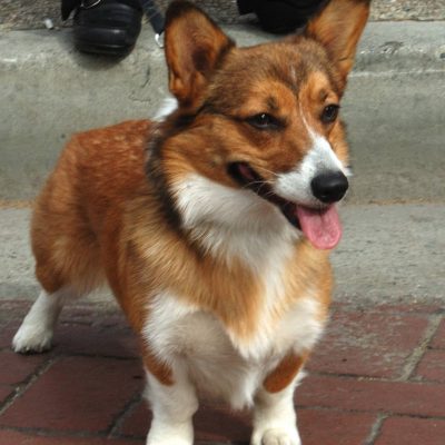 纯种柯基犬图片精选