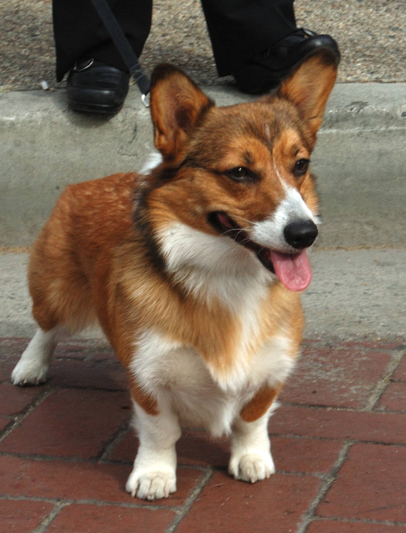 纯种柯基犬图片精选_1