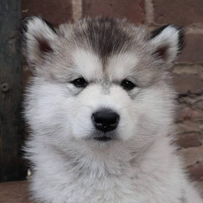 纯种阿拉斯加雪橇犬图片精选