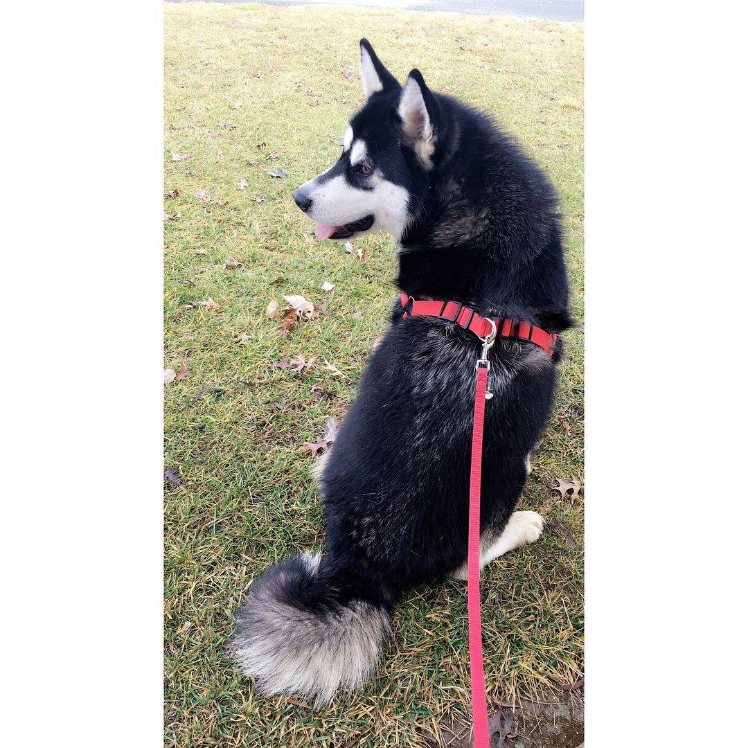 纯种阿拉斯加雪橇犬图片精选_5