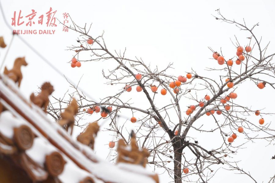2021北京大学故宫雪景图片 选自北京日报_15