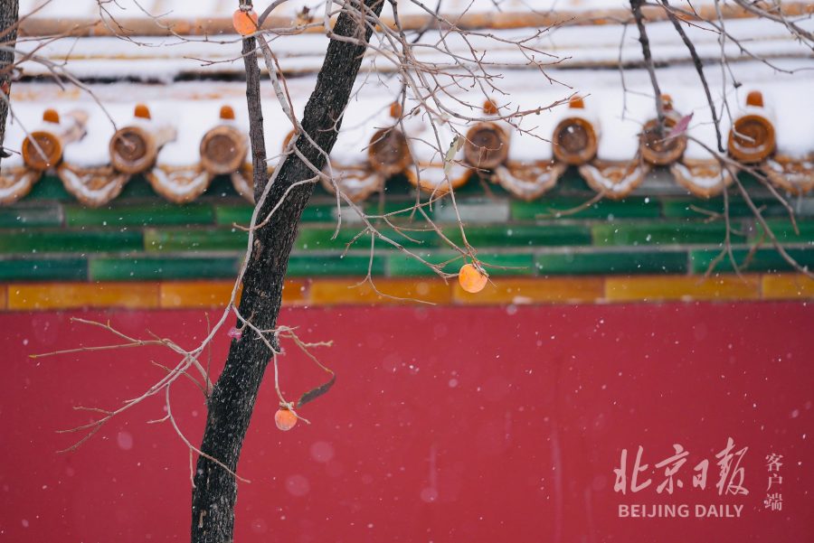2021北京大学故宫雪景图片 选自北京日报_7