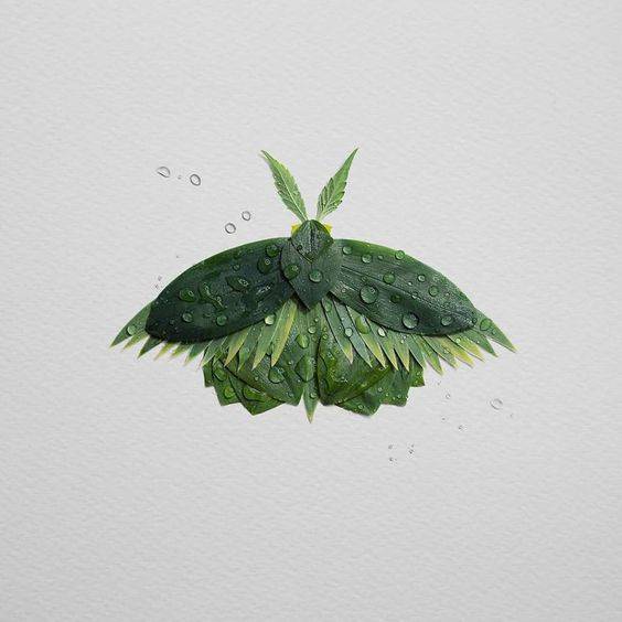 树叶粘贴画做蝴蝶图片大全_1
