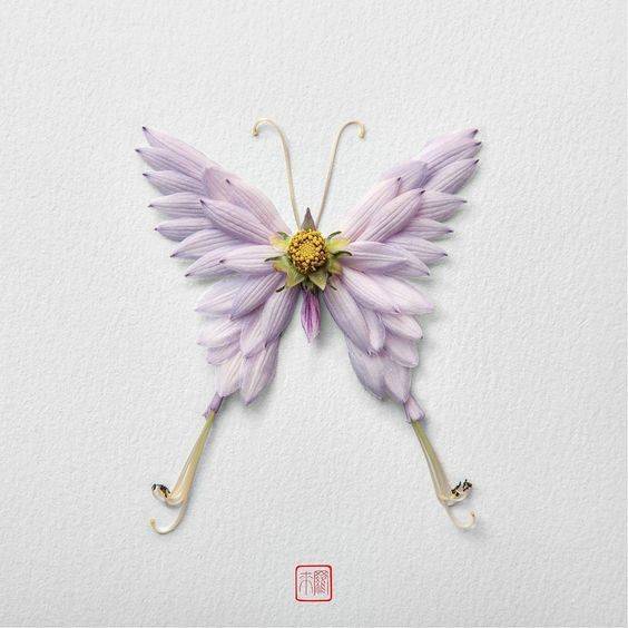 用鲜花瓣做粘贴蝴蝶画图片大全_11