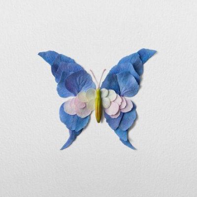 用鲜花瓣做粘贴蝴蝶画图片大全