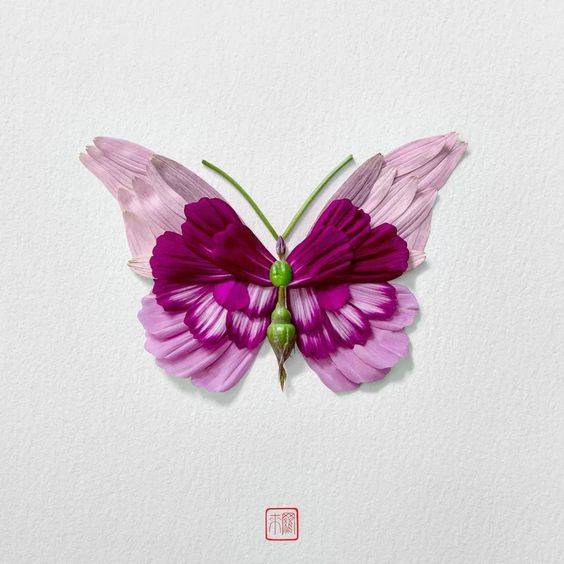 用鲜花瓣做粘贴蝴蝶画图片大全_6