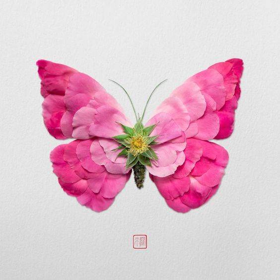 用鲜花瓣做粘贴蝴蝶画图片大全_3