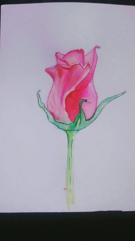 红色玫瑰花简笔画图片大全_6
