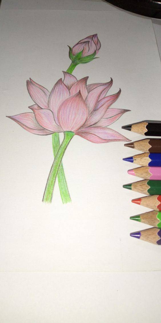 粉色荷花简笔画图片大全_6