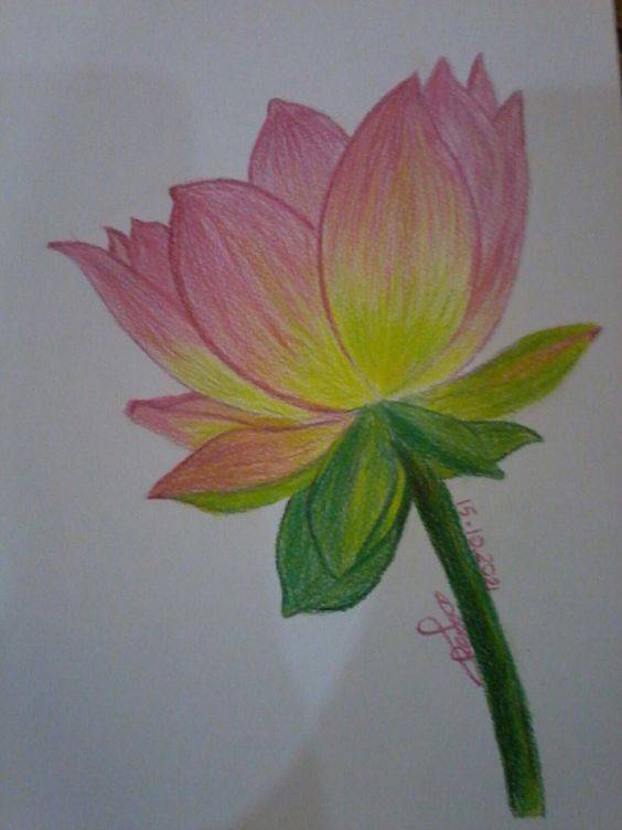 粉色荷花简笔画图片大全_4