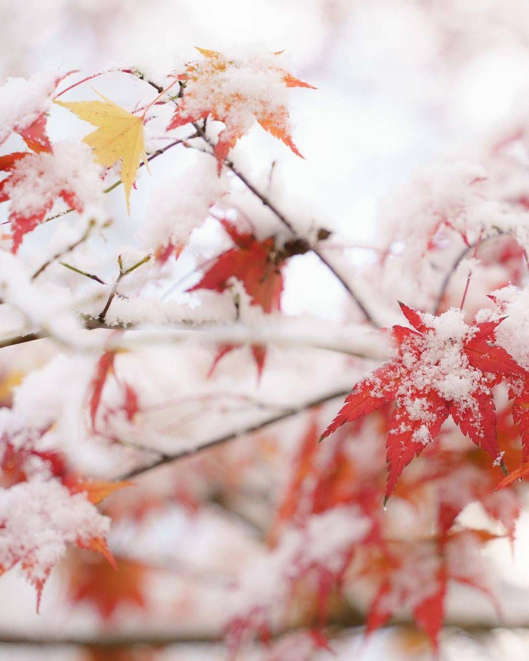 冬天下雪唯美图片， 冬天初雪图片_7