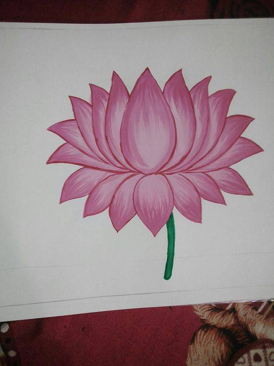 粉色荷花简笔画图片大全_3