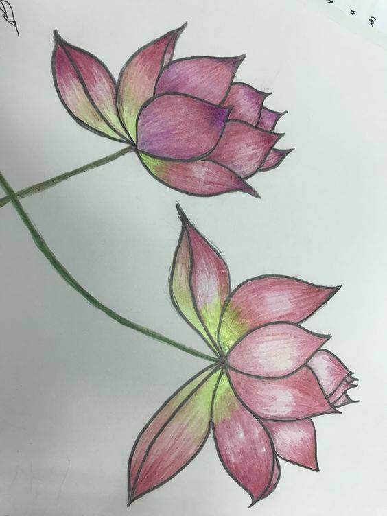 粉色荷花简笔画图片大全_2