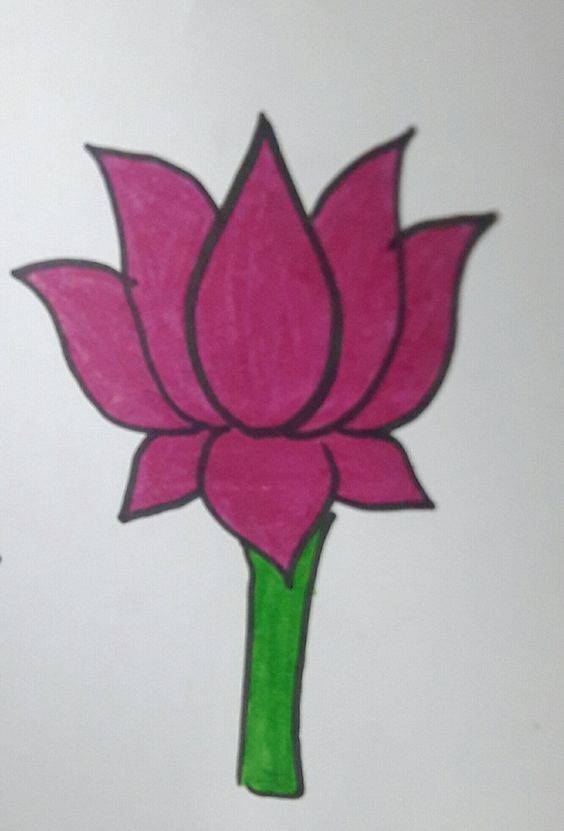 粉色荷花简笔画图片大全_7