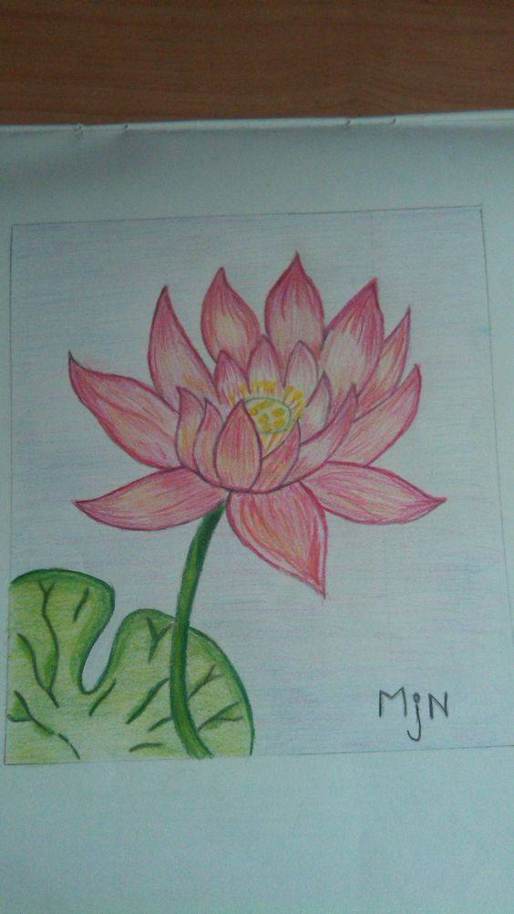 粉色荷花简笔画图片大全_1
