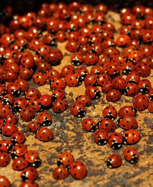 密密麻麻瓢虫图片，密集恐惧症图片_2