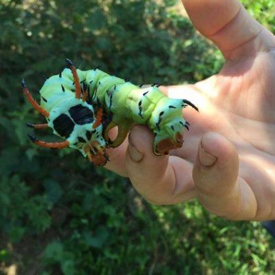 世界上最大的毛毛虫，山核桃角魔鬼毛毛虫图片