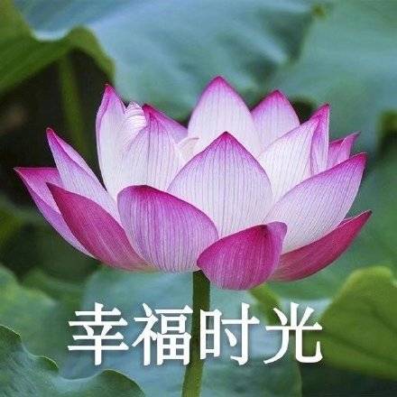 适合家庭群的头像图片精选_4