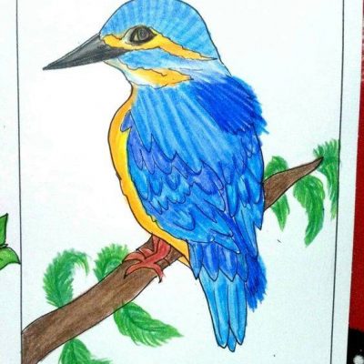 绿色水鸟翠鸟彩色简笔画图片大全