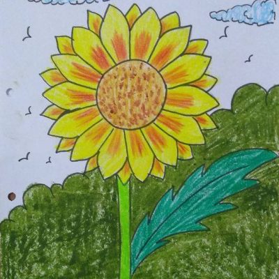 简单彩色向日葵花朵简笔画图片大全