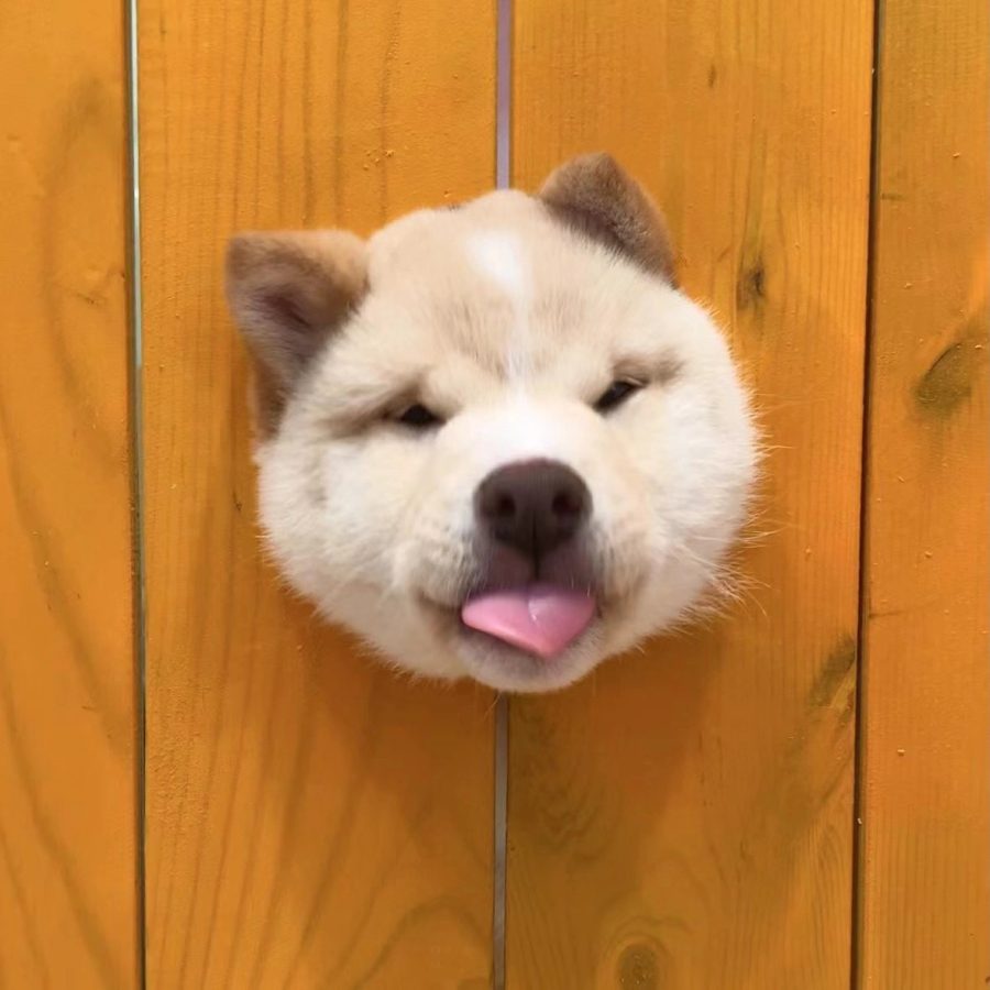 可爱柴犬狗狗钻洞卡头头像图片_1