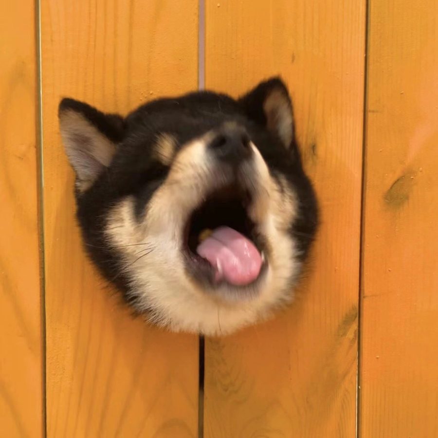可爱柴犬狗狗钻洞卡头头像图片_2