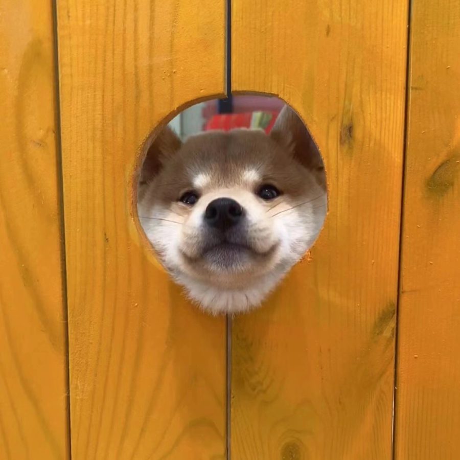 可爱柴犬狗狗钻洞卡头头像图片_3