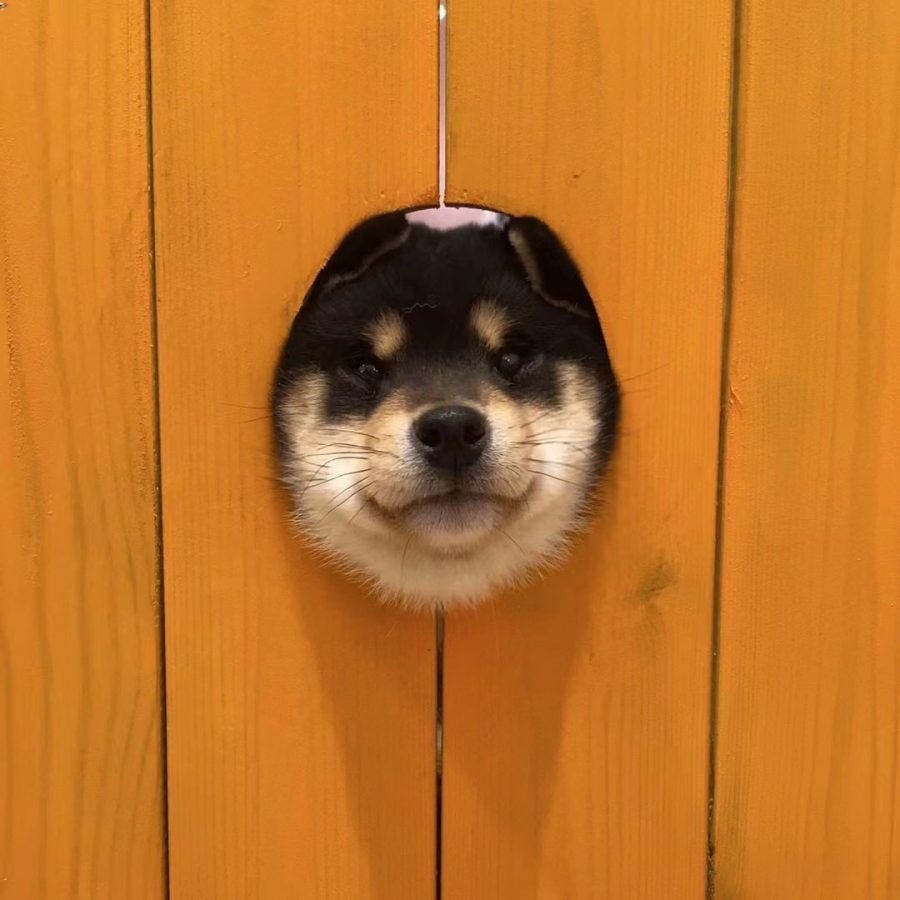 可爱柴犬狗狗钻洞卡头头像图片_4