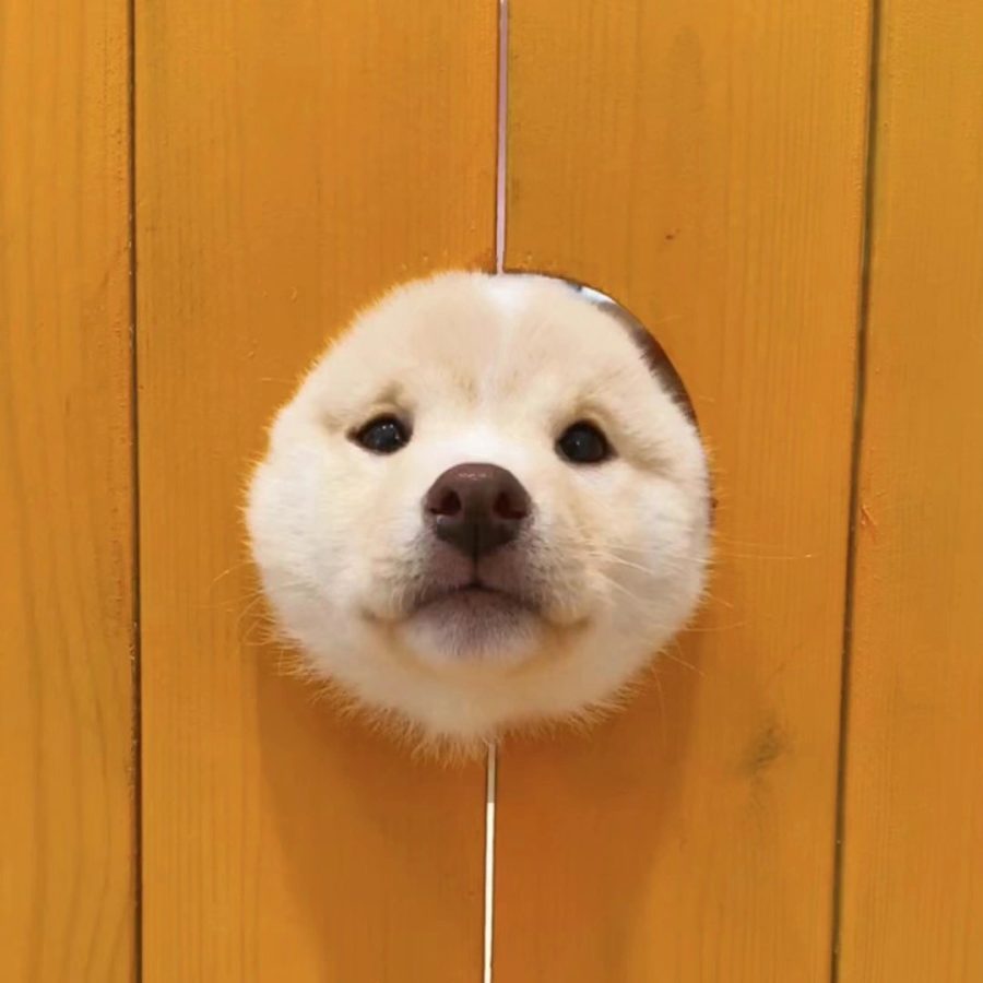 可爱柴犬狗狗钻洞卡头头像图片_5