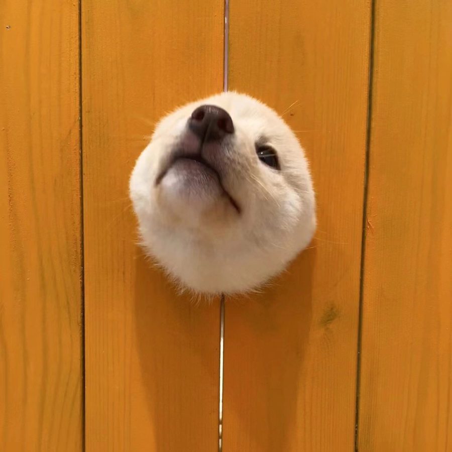 可爱柴犬狗狗钻洞卡头头像图片_6